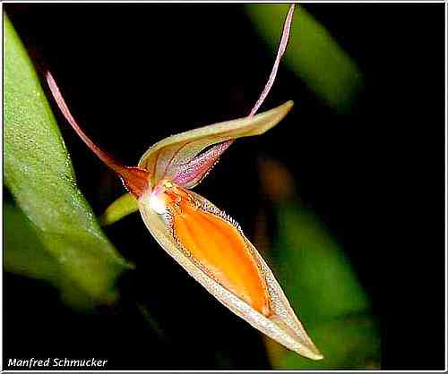 Pleurothallis hemirhoda